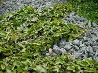 Rich green foliage on trailing stems